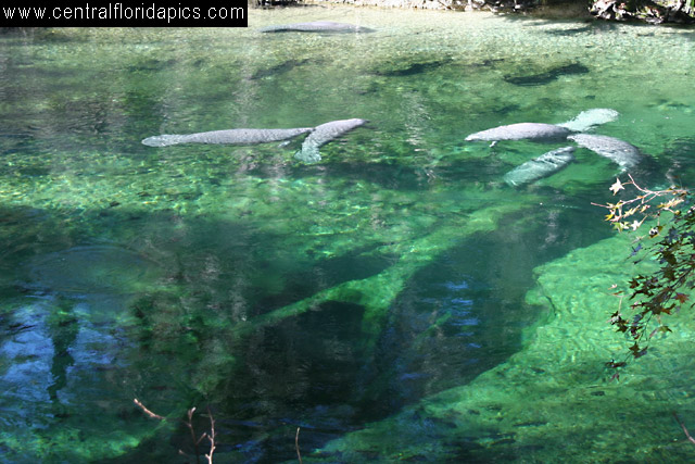 Blue Spring Manatees