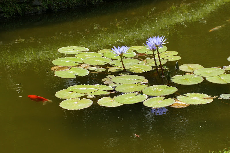 Nenufares, azul