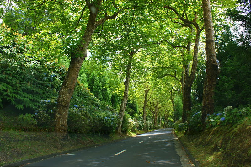 Estrada entre as árvores