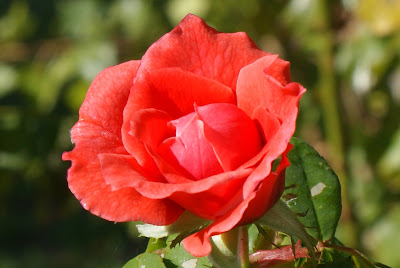 Rosa de inverno em Vanicelos