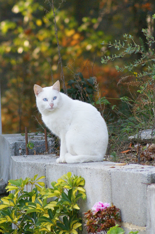 Gato branco em Alviães