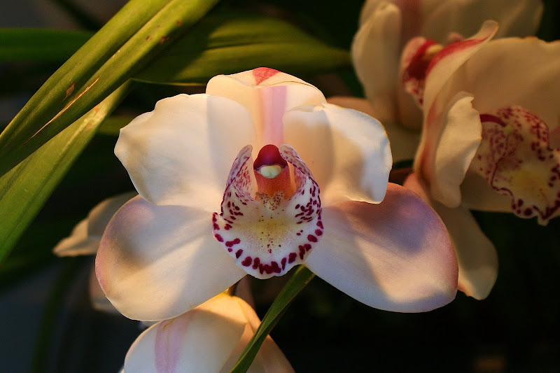 Orquídea