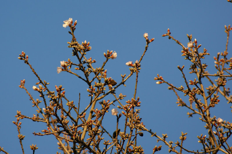 Flores de pessegueiro, promessa de primavera