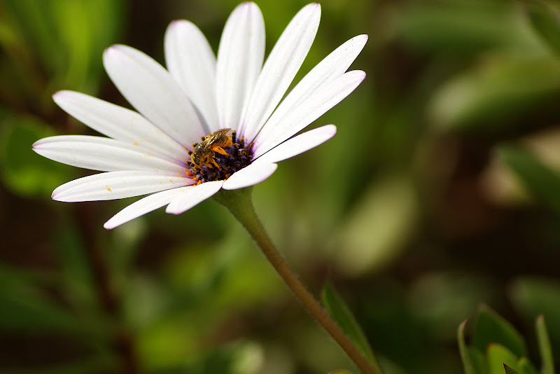 Flor, insecto, macro
