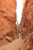 BryceCanyonNP_20100818_0331.JPG Photo