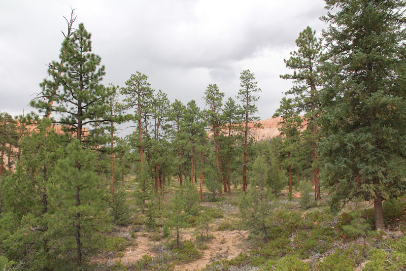 BryceCanyonNP_20100818_0097.JPG Photo