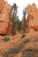 BryceCanyonNP_20100818_0154.JPG Photo