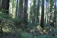 RedwoodEmpire_20100905_0331.JPG Photo