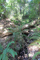 RedwoodEmpire_20100906_0491.JPG