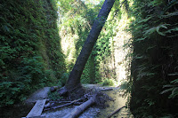 RedwoodEmpire_20100906_0615.JPG