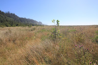 RedwoodEmpire_20100906_0635.JPG