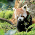 BLD-0222.jpg, Blijdorp Zoo (Rotterdam, the Netherlands) Album-1