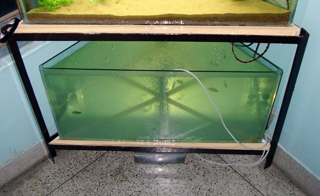 Aquatic World Space saving Aquarium Ideas, the Triangular Aquarium,