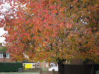 DSCF7562.JPG