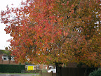 DSCF7561.JPG