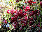 DSCF7485.JPG