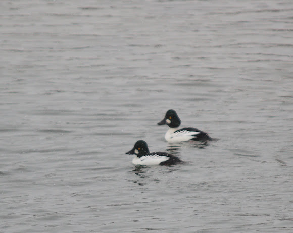 Spotting Image 1