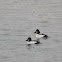 Common Goldeneye