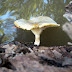 Tiyul Livne Newman 042.jpg, 2007-09-14 Tiyul Livne Newman