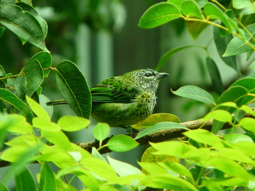 [green-bird6.jpg]