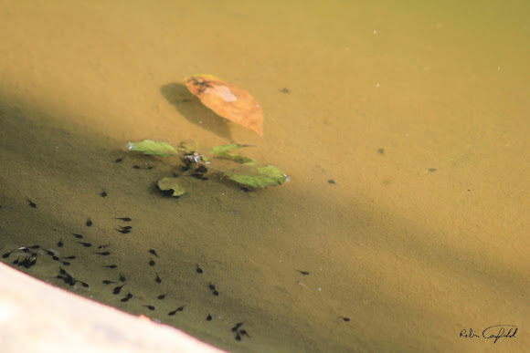 Spotting Image 1