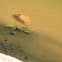 Tadpoles