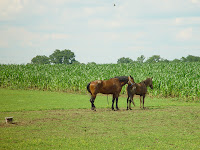 DSC04695.JPG