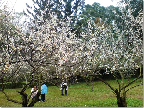 梅園的梅花 梅園的梅花