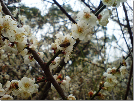 蜜蜂 蜜蜂