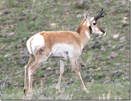 pronghorn antelope2 pronghorn antelope2