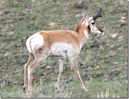 pronghorn antelope2