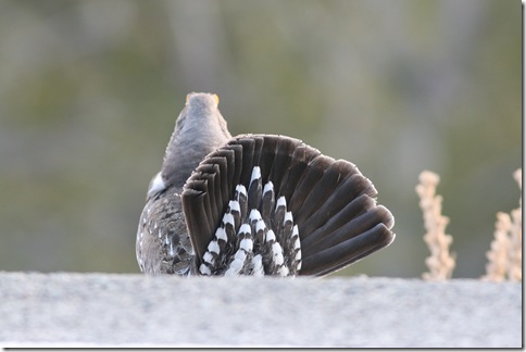 藍松雞 Blue Grouse