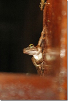 IMG_2111 IMG_2111