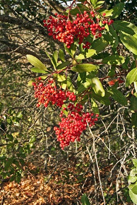 [Fall-Toyon-Berries-1[2].jpg]