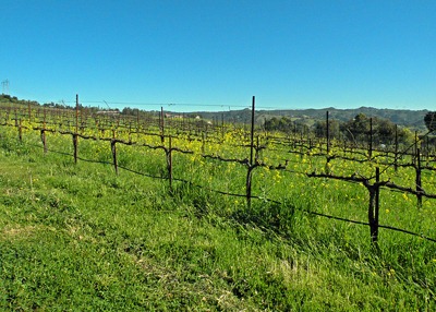 [Pinot-Noir-Vineyard-1[2].jpg]
