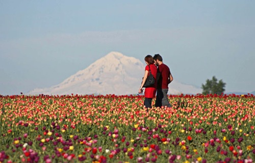 [Woodburn tulips-mtn[4].jpg]