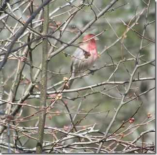 house finch