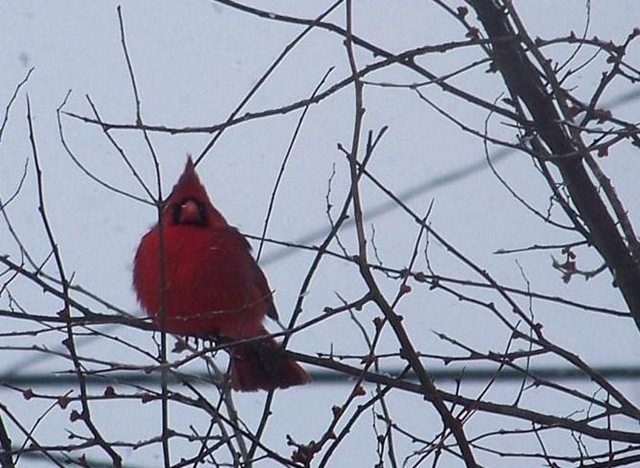 [cardinal[3].jpg]