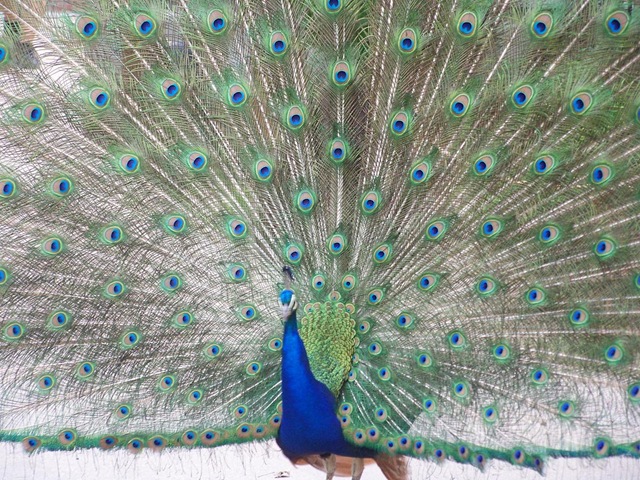 [peacock[4].jpg]
