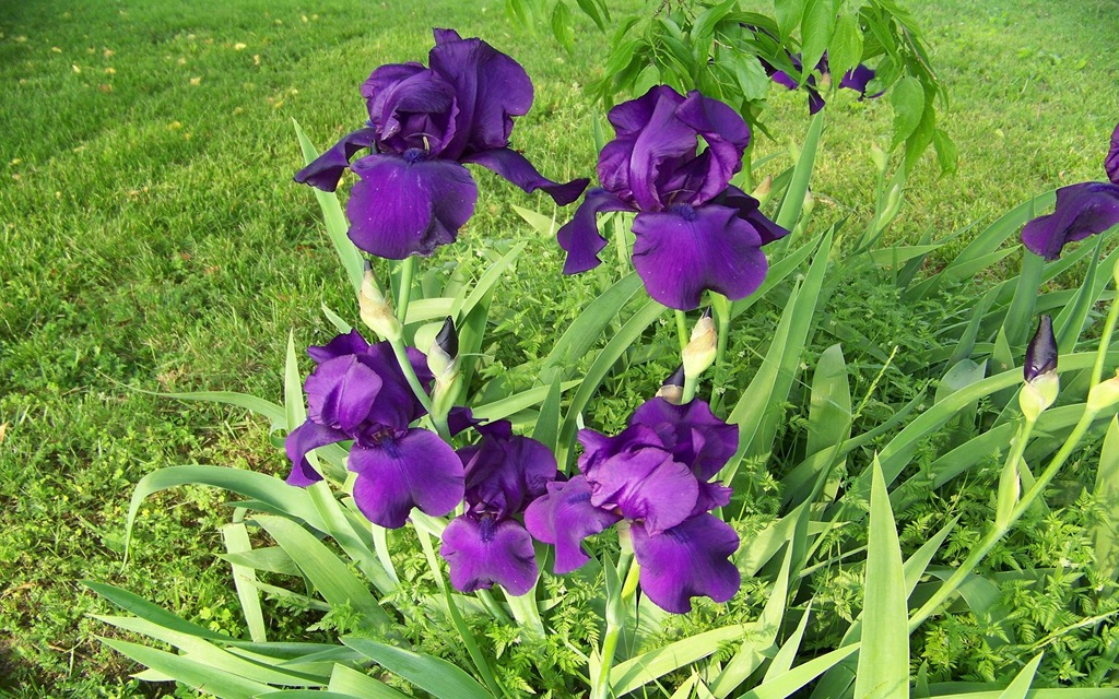 [iris-purple24.jpg]