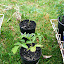 Tomato Oxheart