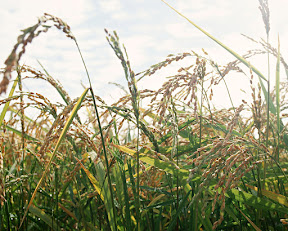 wheat.jpg