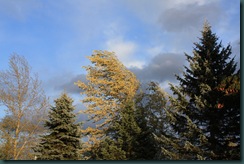 IMG_1408a