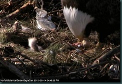 Eaglecam2