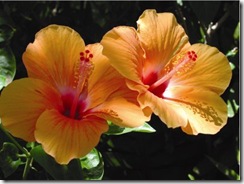 dc_o_hibiscus