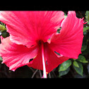 Red Hibiscus
