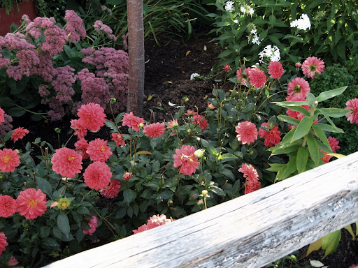 bishop of york dahlias images