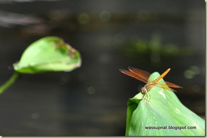 dragonfly dragonfly