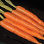 'Mokum' Hybrid Carrot