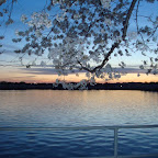 Cherry Blossom Picnic-15.JPG